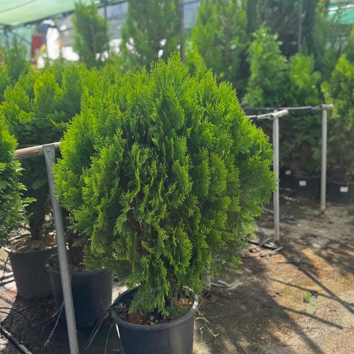 Τούγια Golden Globe (Thuja occidentalis) – Χρυσή Νάνα Τούγια - 30 LT